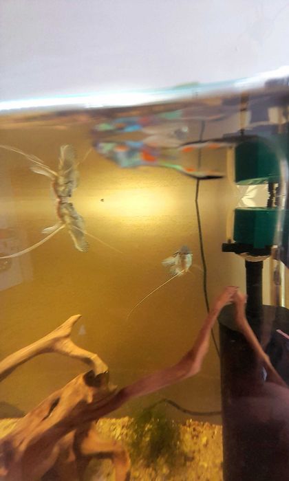 Gupiki Edlera edlerki