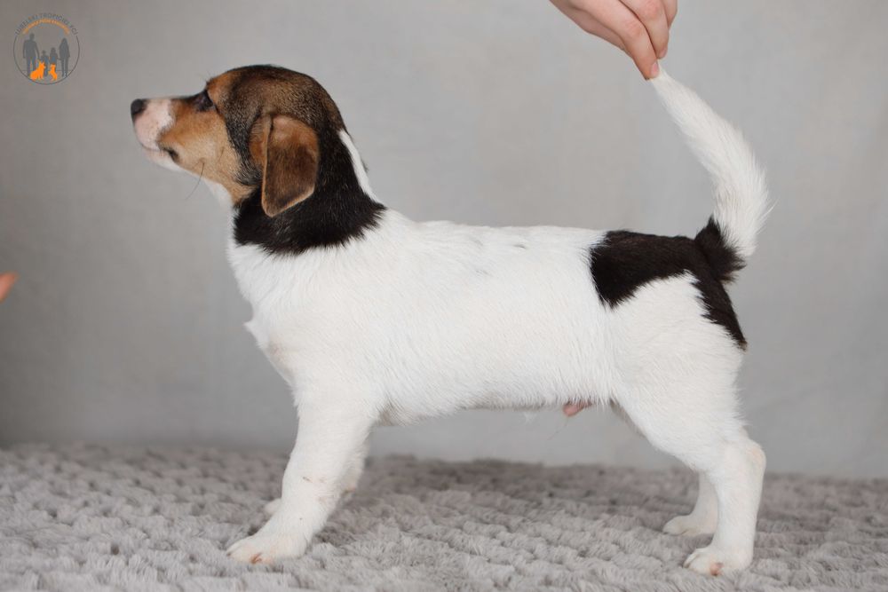 Jack Russell Terrier ZKwP FCI piesek k.włos