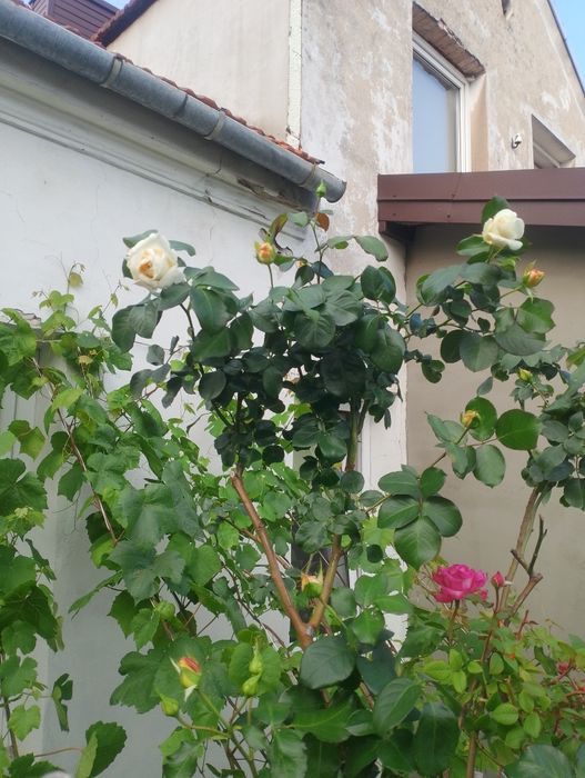 Sprzedam bardzo duże róże