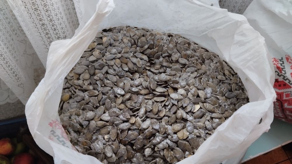 Продам насіння гарбуза (голонасінне)