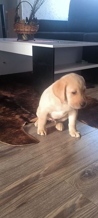 Предлагаем приобрести настоящего друга члена семьи щенка Лабрадора