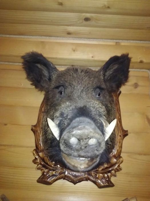 Продам голову кабана