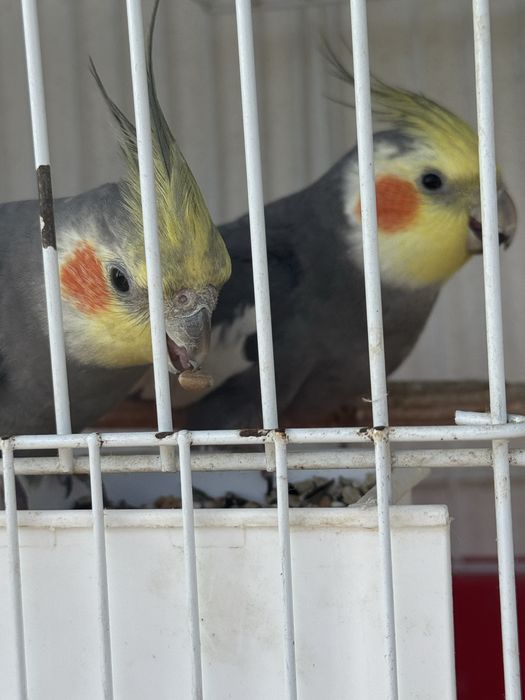 3 Caturras pra venda