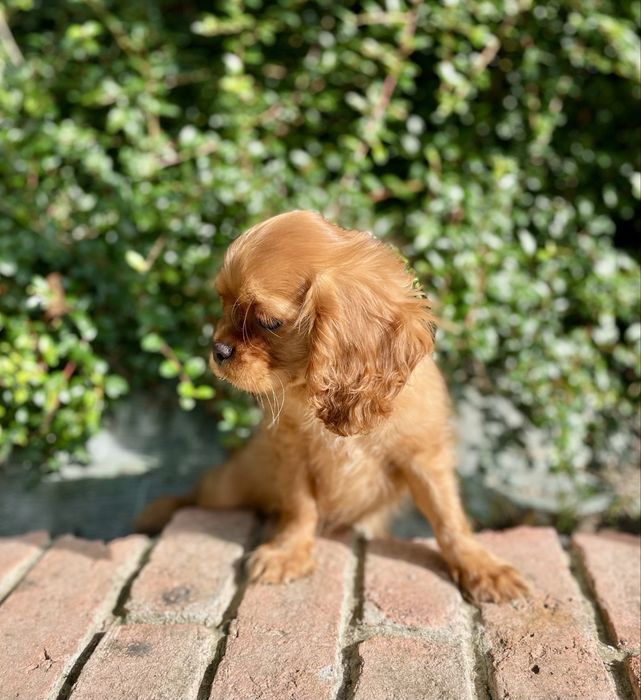 Cavalier king charles spaniel samiec
