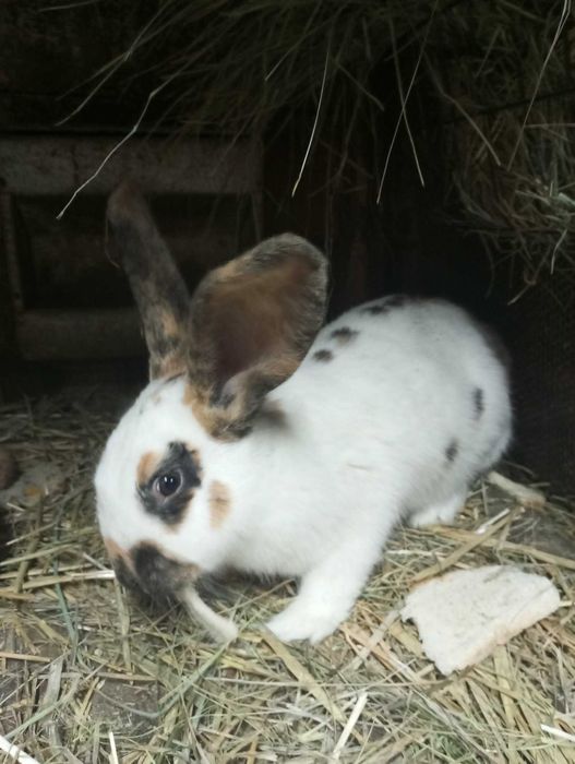 króliki samce samice