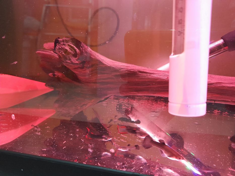 Guppys machos e femeas