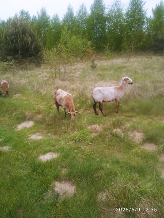 Продаж камерунські вівці