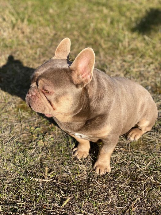 Французький бульдог вʼязка