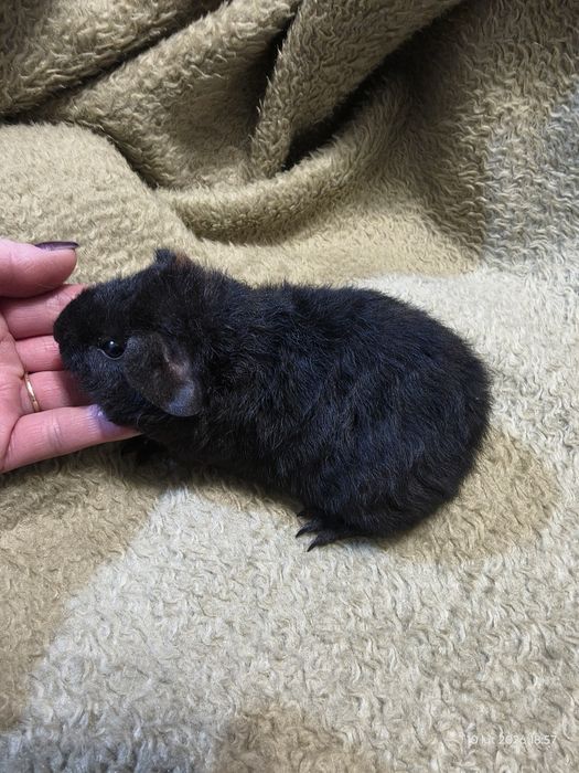 Świnka morska Us Teddy - SAMCZYK