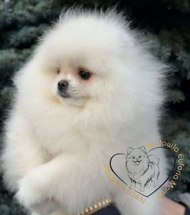 Pomeranian szpic miniaturowy