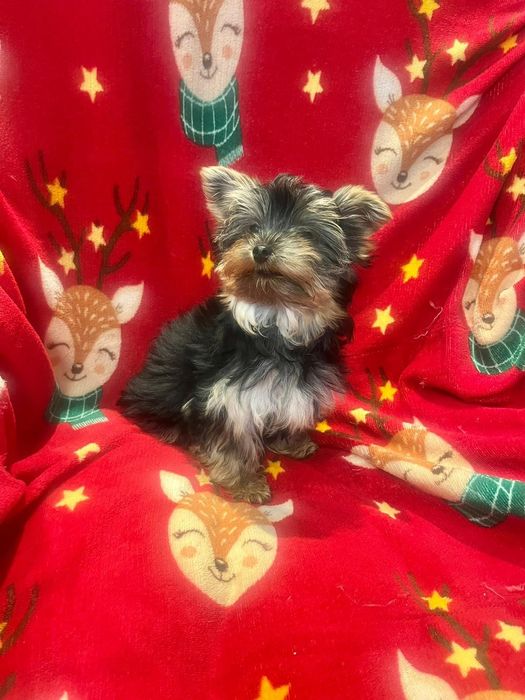 Yorkshire terrier - piesek