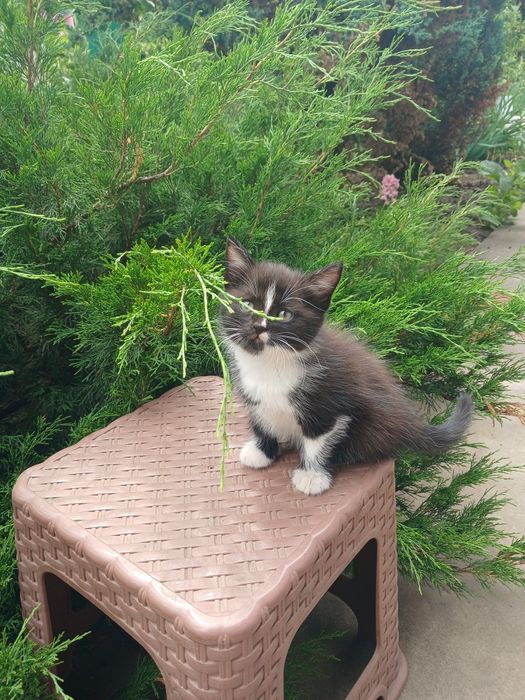Кошенята 1міс. І 3 неділі.Хлопчик і дівчинка.
