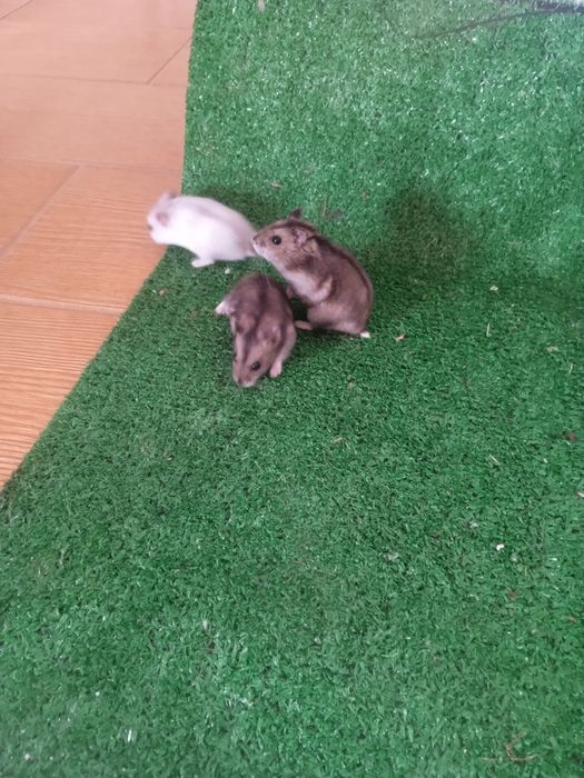 Hamsters anão russo