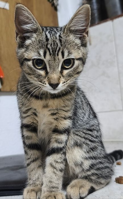 Adoção gato macho