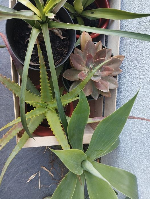 Cabaz de suculentas para Natal