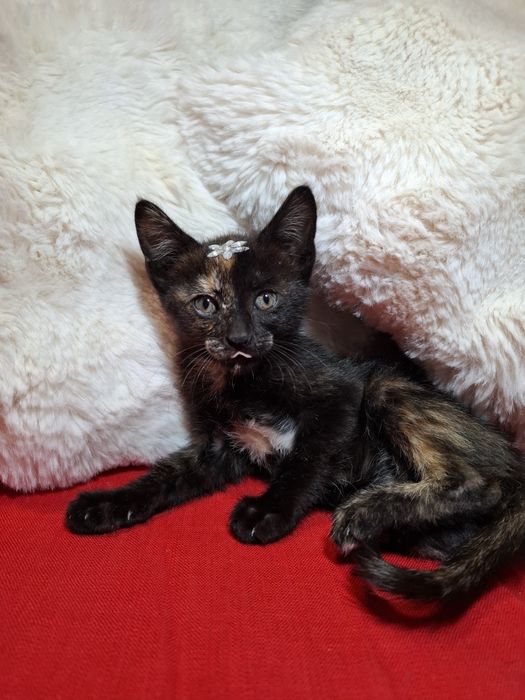 Gatinhas com 2 meses para adoção