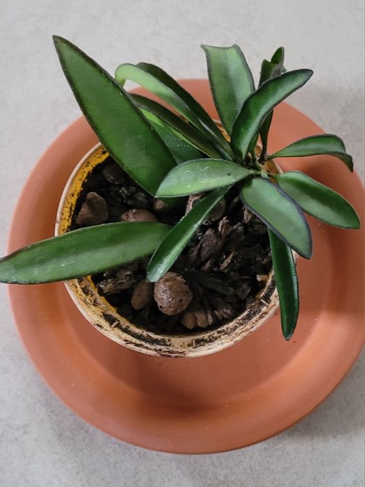 Hoya, hoja  wayetii sadzonka