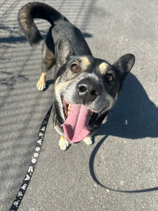 Kubuś lat 4 to młody, skrzywdzony przez los psiak. Chętnie wychodzi na