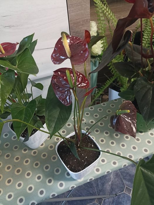 Anthurium Floriclone Tranquil