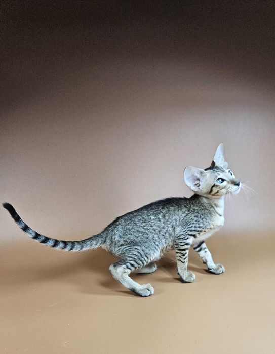 Ориентальный котенок ориентальная девочка Lolly