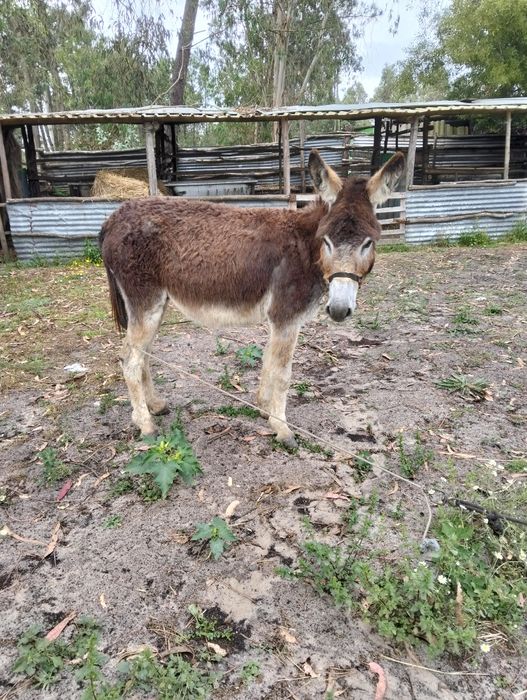 Vendo burro inteiro