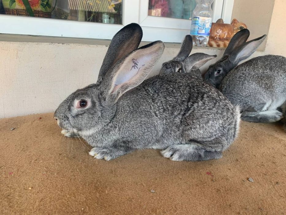 Продам кролики кролі кріль кролиця   шиншила