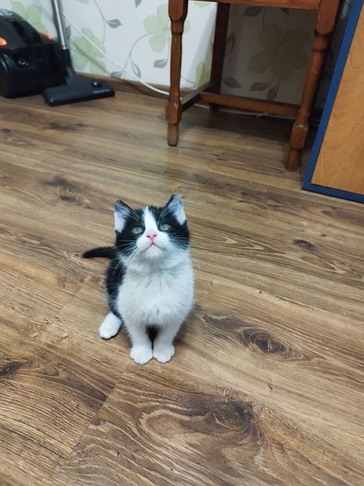 Віддам в добрі руки кошеня