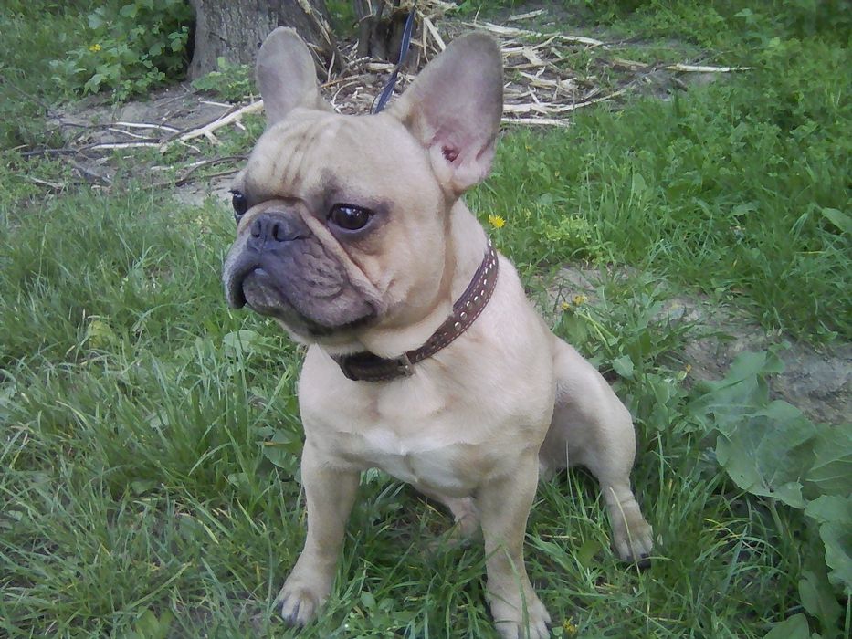 Вязка  французский бульдог