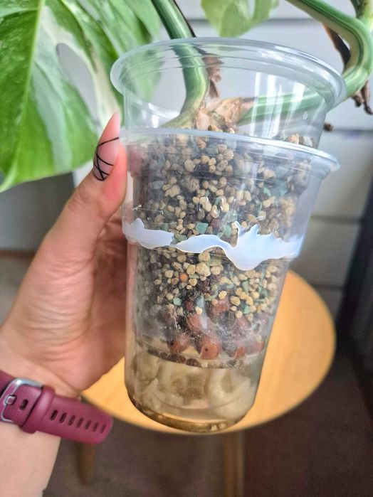 Monstera Variegata ukorzeniony szczyt w lechuzie