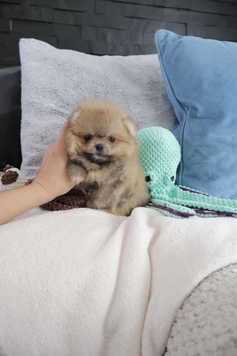 Lulu da Pomerânia. Super Mini.Ursinho Russo. Spitz anão. LOP e Afixo.