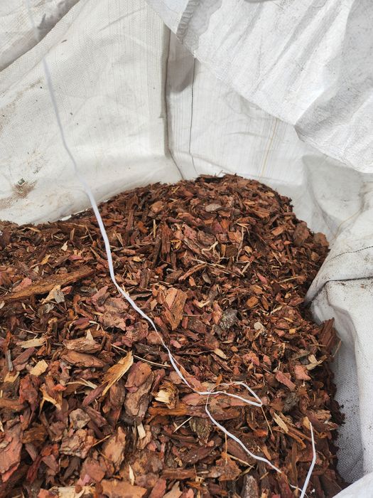 Kora sosnowa z mazur