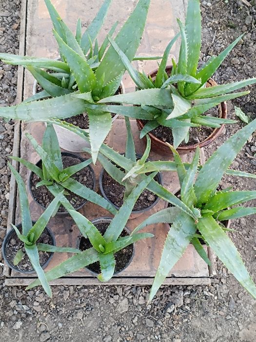 Алоє Вера лікарське