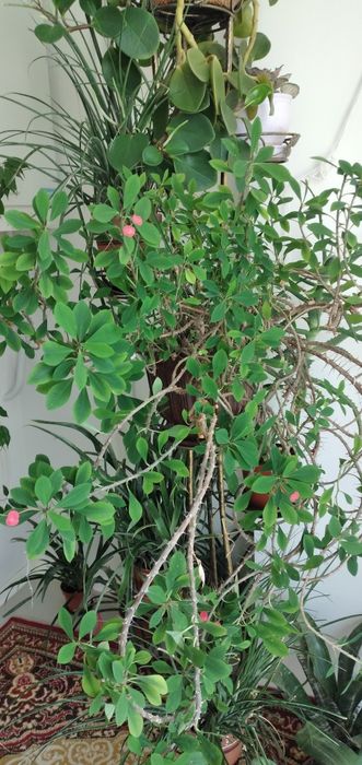 Еуфорбія/молочай/ квіти