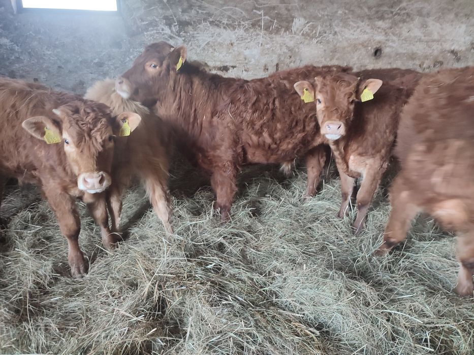 Odsadki limousin chereford angus miesne mieszańce