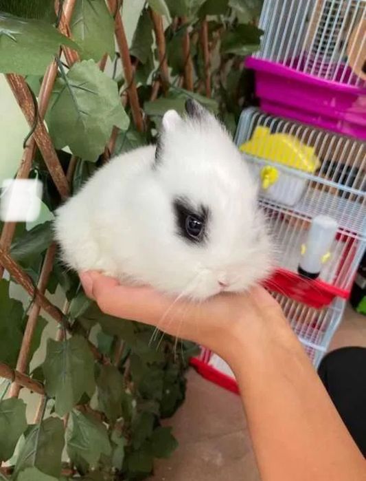 Coelhos Anões Mini Teddy , Mini Toy em Loja Profissional