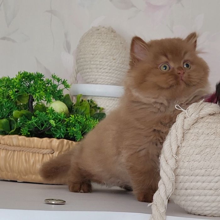 Циннамоновый мальчик
