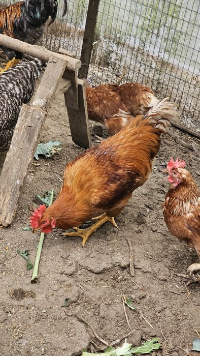 Galos/frangos caseiros para venda
