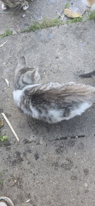 Oddam kotki w dobre rence