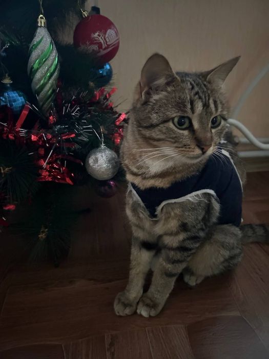 Стерилізована кішечка 8 місяців на святого Миколая по старому календар