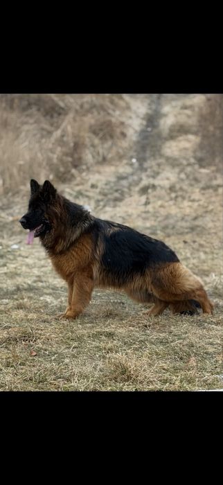 Szczeniak rasy owczarek niemiecki