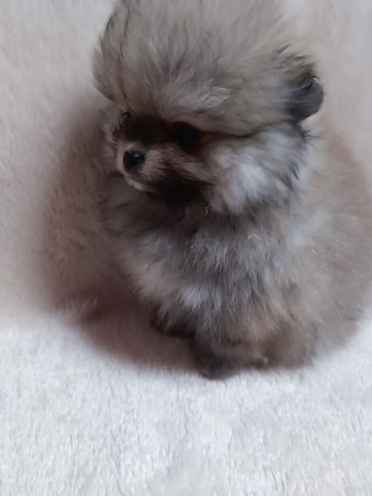 Pomeranian suczka  mini mini