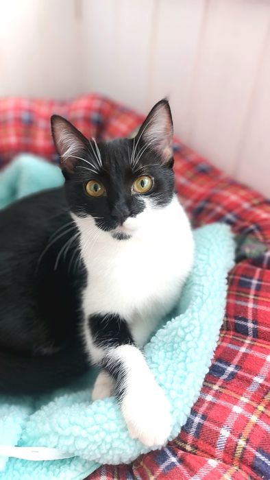 Киця, кицюня, молода киця підліток, кішечка, коти, котики, в добрі рук