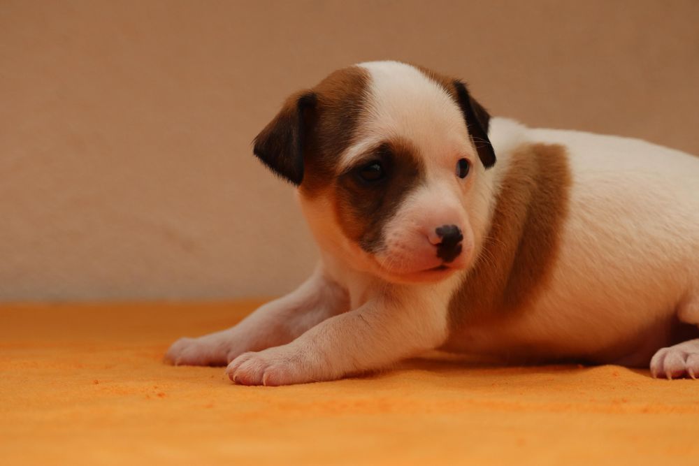 Macho Jack Russell Terrier