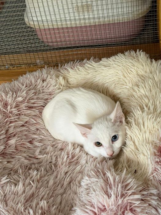 Gato para adoção responsável