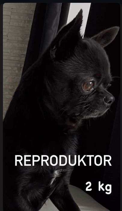 Chihuahua chłopiec mini