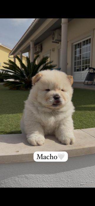 Chow chow macho..