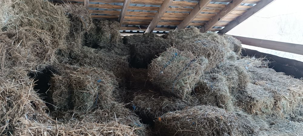 Продам сіно в тюках 60-75 грн тюк с. Соснівка
