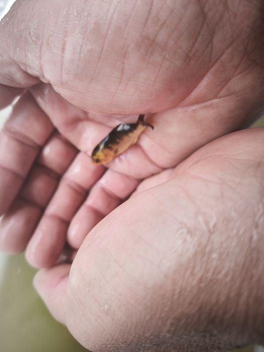 Carpa koi criação nacional