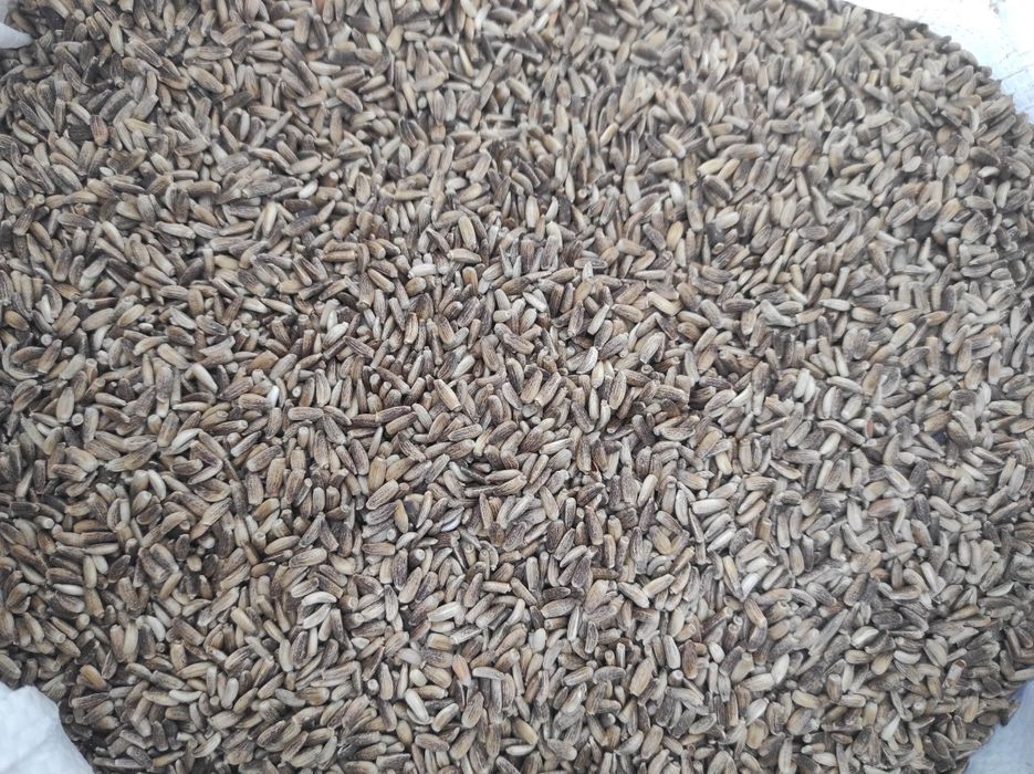 Насіння розторопші, расторопша, чортополох Україна