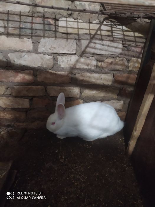 Продам самки Термонська біла